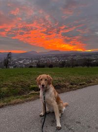 Birke vom Heberhof (4)